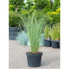 Miscanthus sinensis 'Gracillimus'