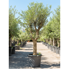 Olea europaea