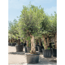 Olea europaea