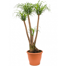 Beaucarnea recurvata
