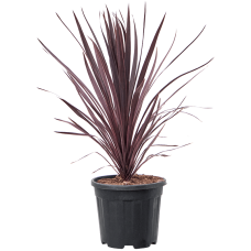 Cordyline australis 'Black Night'