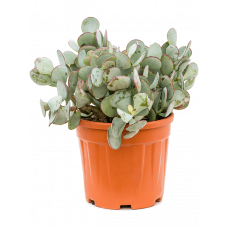 Cotyledon orbiculata