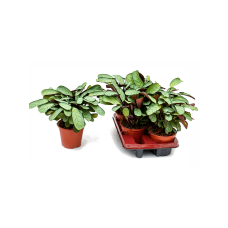Ctenanthe burle-marxii 'Amagris' 4/tray