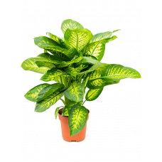 Dieffenbachia seguine 'Reeva'