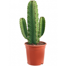 Euphorbia ingens