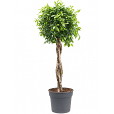 Ficus nitida
