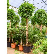 Ficus nitida