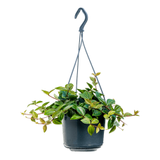 Peperomia angulata 'Rocca Scuro'