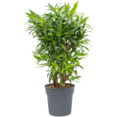 Pleomele (Dracaena) reflexa 'Song of Jamaica'