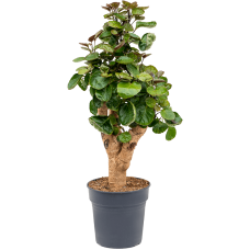 Aralia (polyscias) fabian