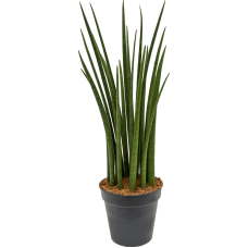 Sansevieria cylindrica 'Spikes'