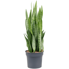 Sansevieria zeylanica