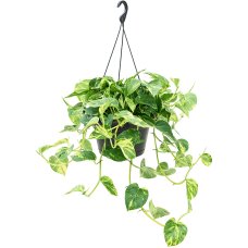 Scindapsus (Epipremnum) 'Aureum'