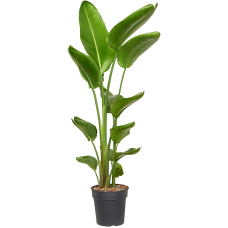 Strelitzia nicolai