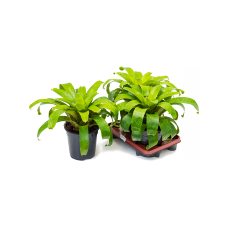 Vriesea fenestralis