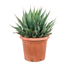 Agave montana