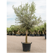Olea europaea