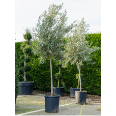 Olea europaea