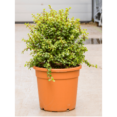 Portulacaria afra