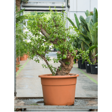 Portulacaria afra