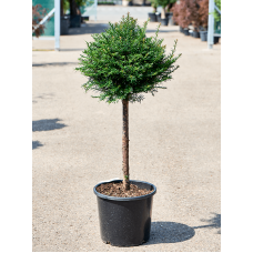 Taxus baccata