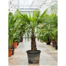 Trachycarpus fortunei