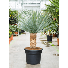 Yucca rostrata