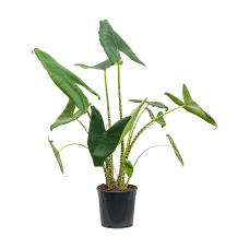 Alocasia zebrina