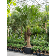 Livistona chinensis