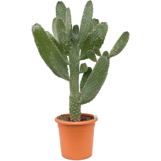 Opuntia consolea