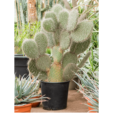 Opuntia pailana