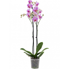 Phalaenopsis 'Ping Pong' 6/tray