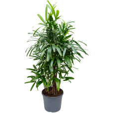 Rhapis excelsa
