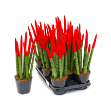 Sansevieria cy. sp. 'Velvet Touchz' 8/tray