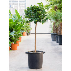 Citrus calamondin