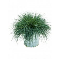 Festuca glauca 'Intense Blue'
