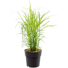 Miscanthus sinensis 'Ferner Osten'
