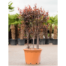 Prunus cerasifera 'Nigra'