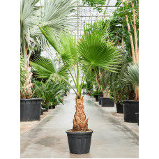 Washingtonia robusta