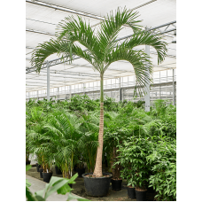 Veitchia (Adonidia) merrillii